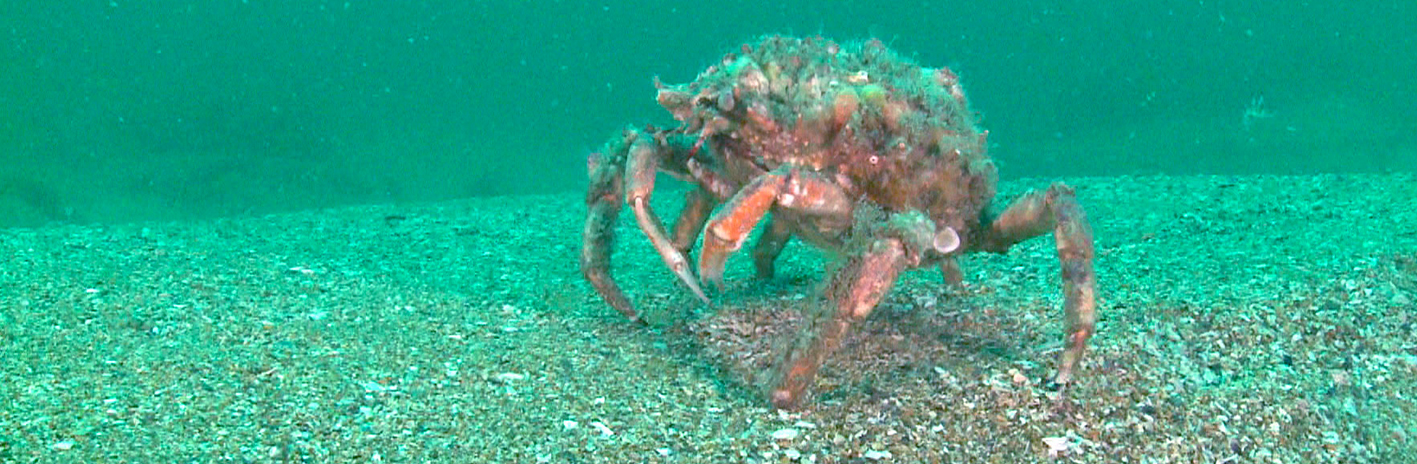 Une araignée de mer (Maja brachydactyla) sur un fonds sableux du site N2000 Ridens et dunes hydrauliques du détroit du Pas-de-Calais | Crédit : Yves Gladu