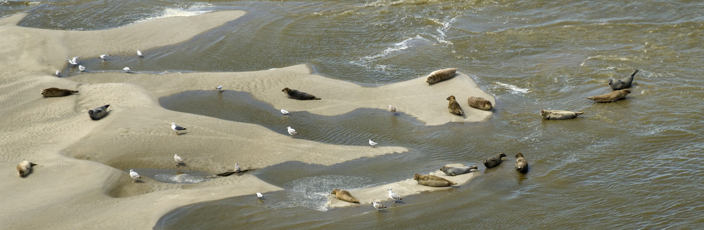 Phoques sur leur reposoir en baie de Somme dans le  Parc naturel marin des estuaires picards et de la mer d'Opale | Crédit : Laurent Mignaux / Terra