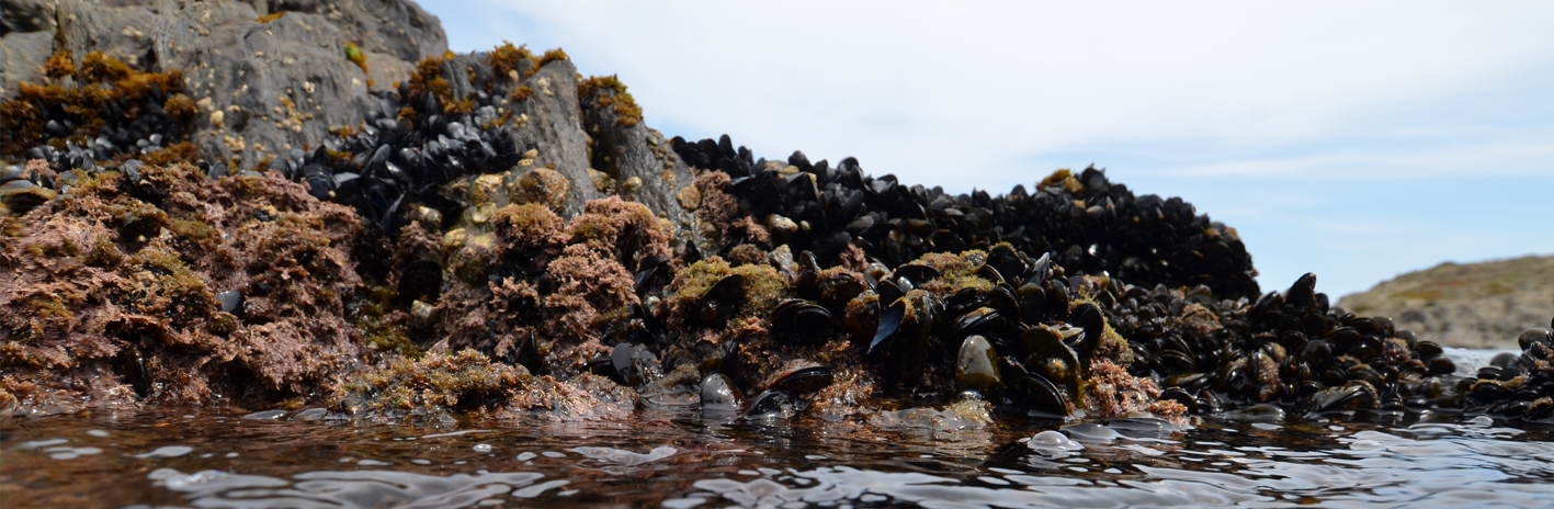 Récif de moules dans le Parc naturel marin du Golfe du Lion | Crédit : Emmanuelle Rivas / Agence française pour la biodiversité