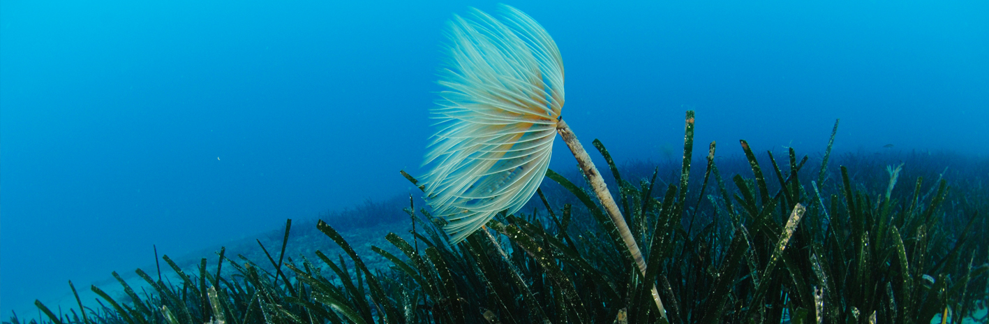 Spirographe dans un herbier de posidonies dans le site N2000 Cap Ferrat | Crédit : Florian Hol