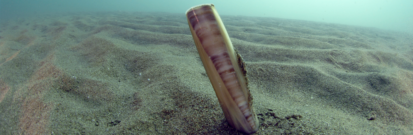 Couteau (Ensis ensis) sur fond sableux dans le site Natura 2000 Cours inférieur de l'Aude