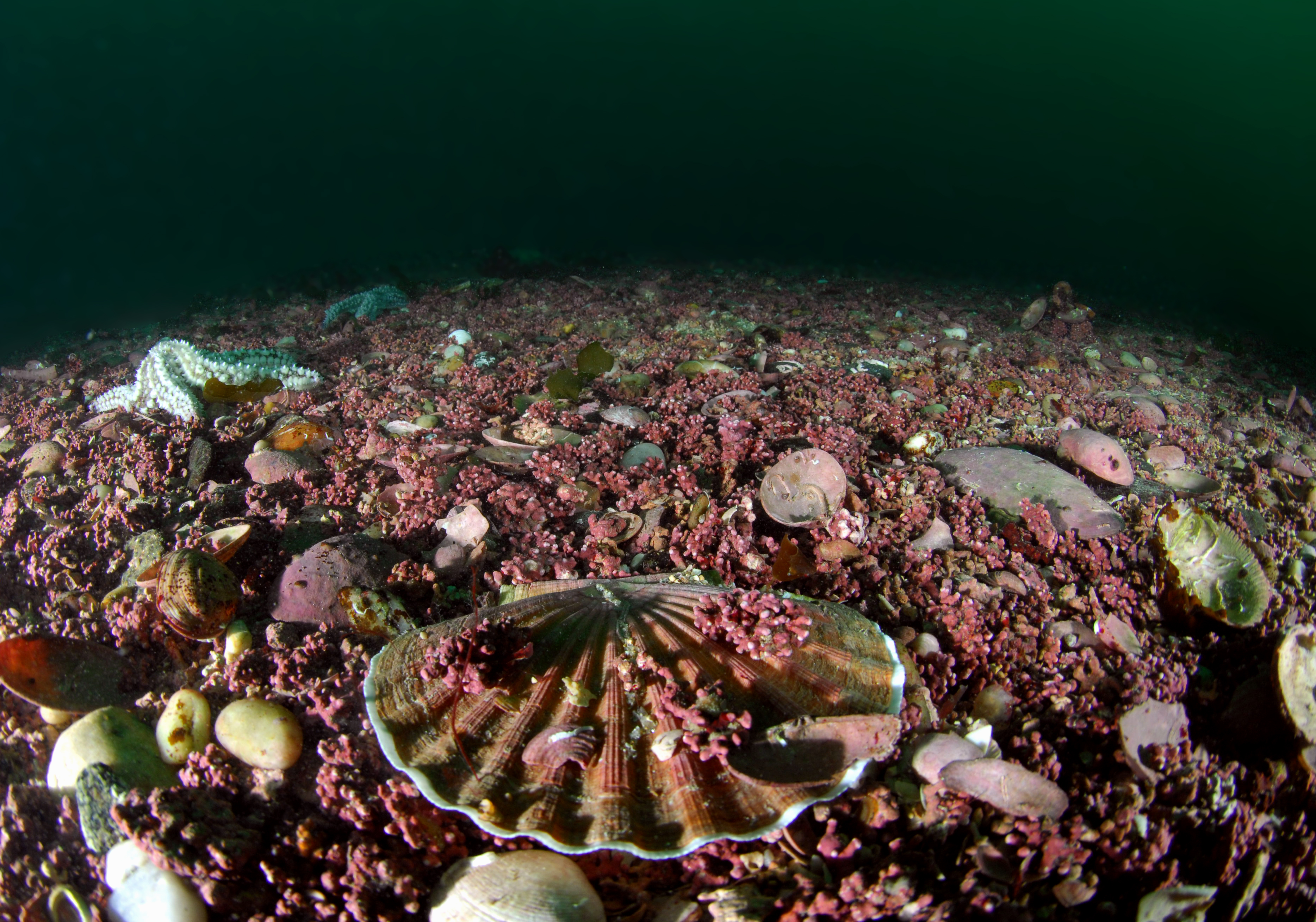 Coquille Saint-Jacques de l'Atlantique (Pecten maximus) sur du maërl (Phymatolithon calcareum) dans le site Natura 2000 Ile de Groix | Crédit : Sylvain Chauvaud / Agence française pour la biodiversité