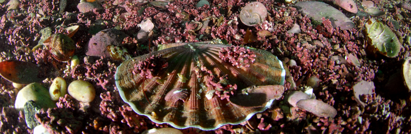 Coquille Saint-Jacques de l'Atlantique (Pecten maximus) sur du maërl (Phymatolithon calcareum) dans le site Natura 2000 Ile de Groix | Crédit : Sylvain Chauvaud / Agence française pour la biodiversité