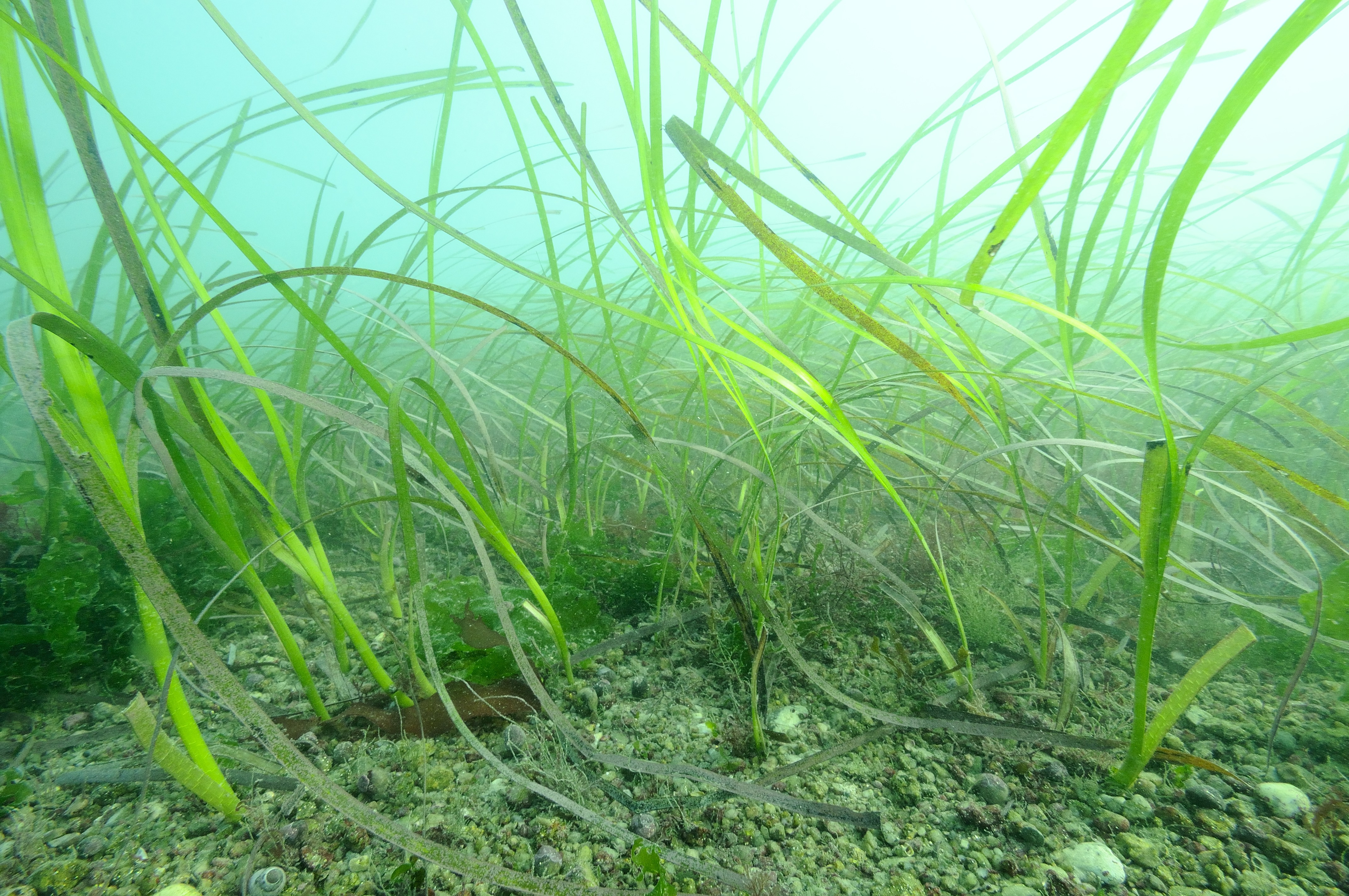 Zostère marine (Zostera marina)  Récifs et marais arrière-littoraux du Cap Lévi à la Pointe de Saire | Crédit : Yves Gladu / Agence française pour la biodiversité