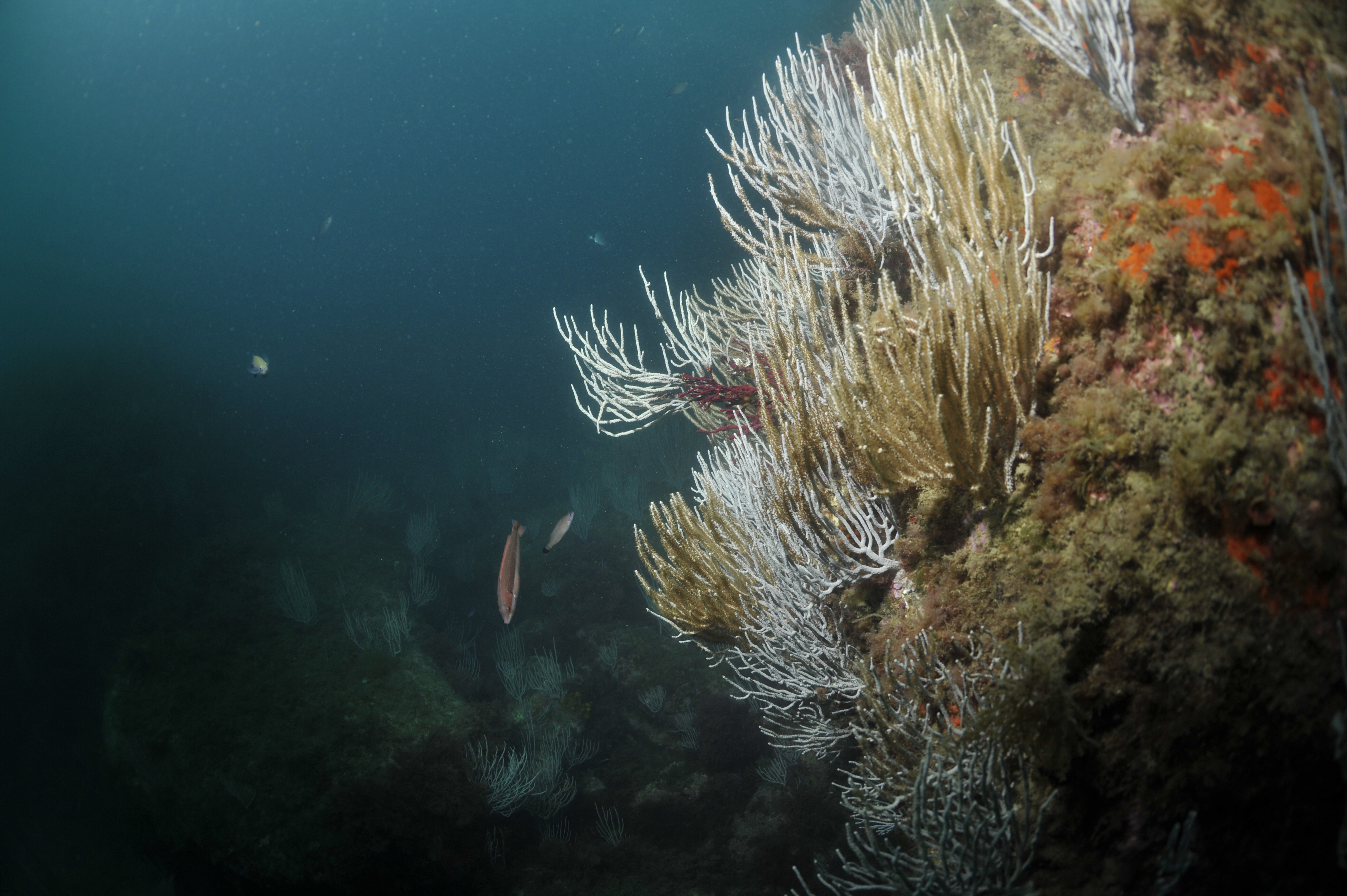 Tombant de gorgones blanches (Eunicella singularis) dans le Parc naturel marin du Golfe du Lion | Crédit: Bruno Ferrari / Agence française pour la biodiversité