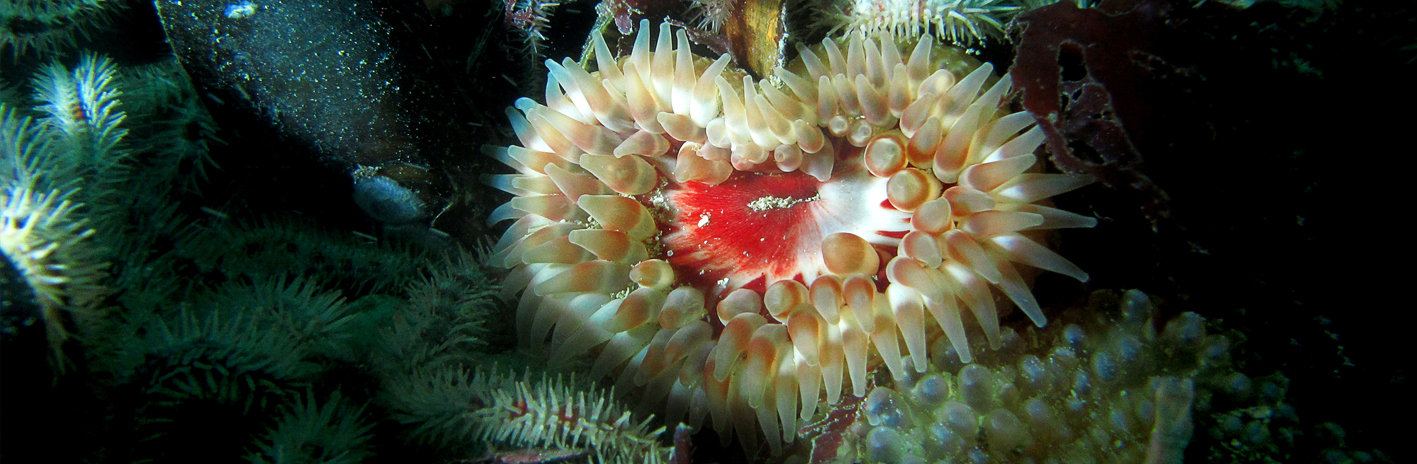  Dahlia de mer, une anémone Urtina felina dans le site N2000 Récifs et marais arrière-littoraux du Cap Lévi à la Pointe de Saire | crédit : Florian Labadie / Agence française pour la biodiversité