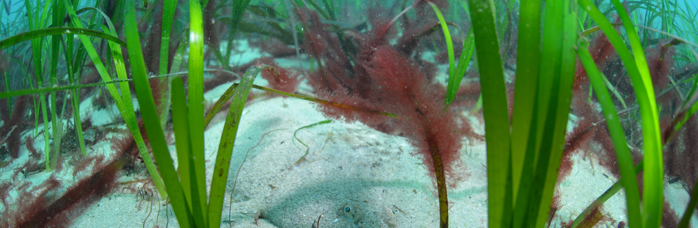 Sole dans un herbier de zostères dans le Parc naturel marin d'Iroise | Crédit : Yannis Turpin / Agence française pour la biodiversité