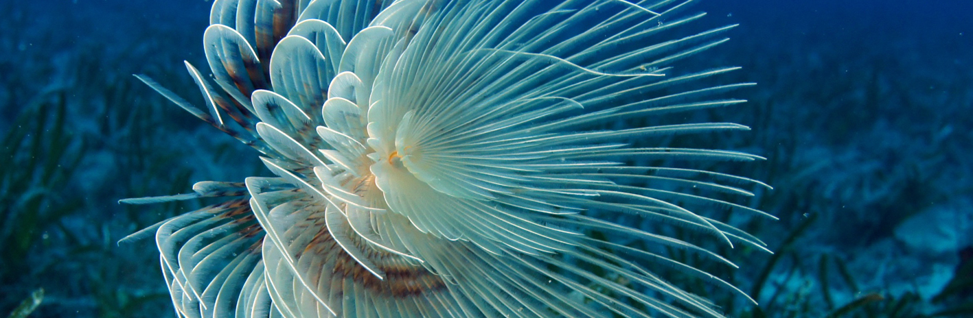 Spirographe dans le Parc naturel marin du cap Corse et de l'Agriate | Crédit : G. Pergent / EqEL