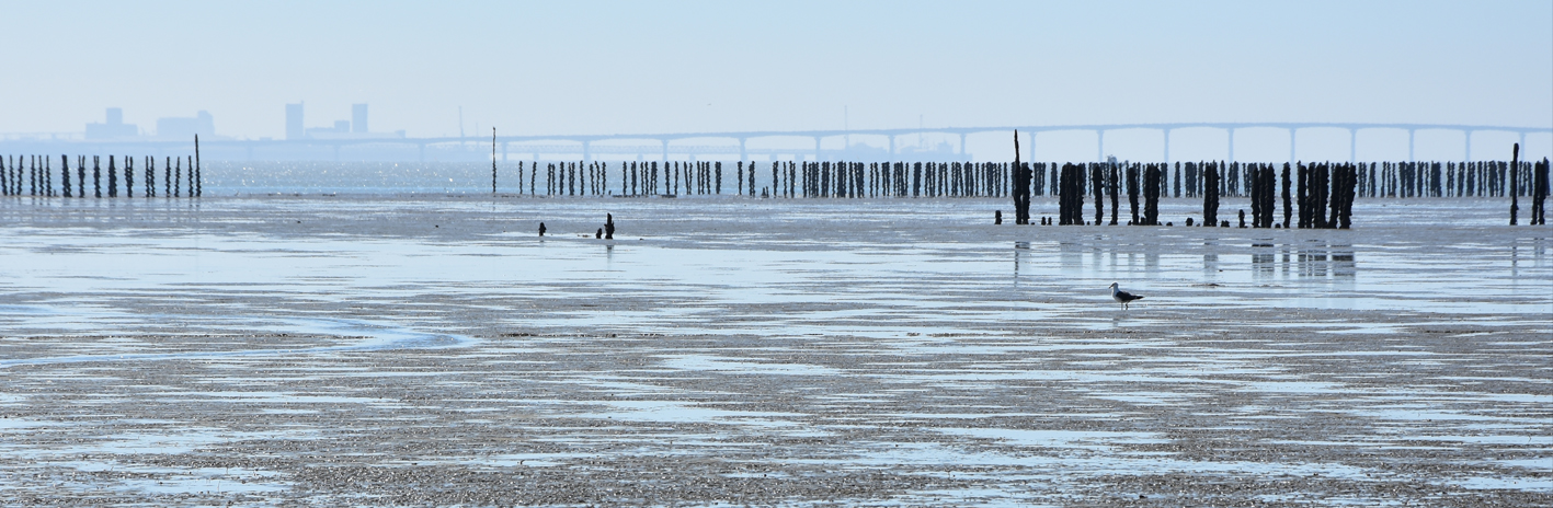 Vasière du Parc naturel marin de l’estuaire de la Gironde et de la mer des Pertuis | Crédit : Cécile Barreaud / Agence française pour la biodiversité