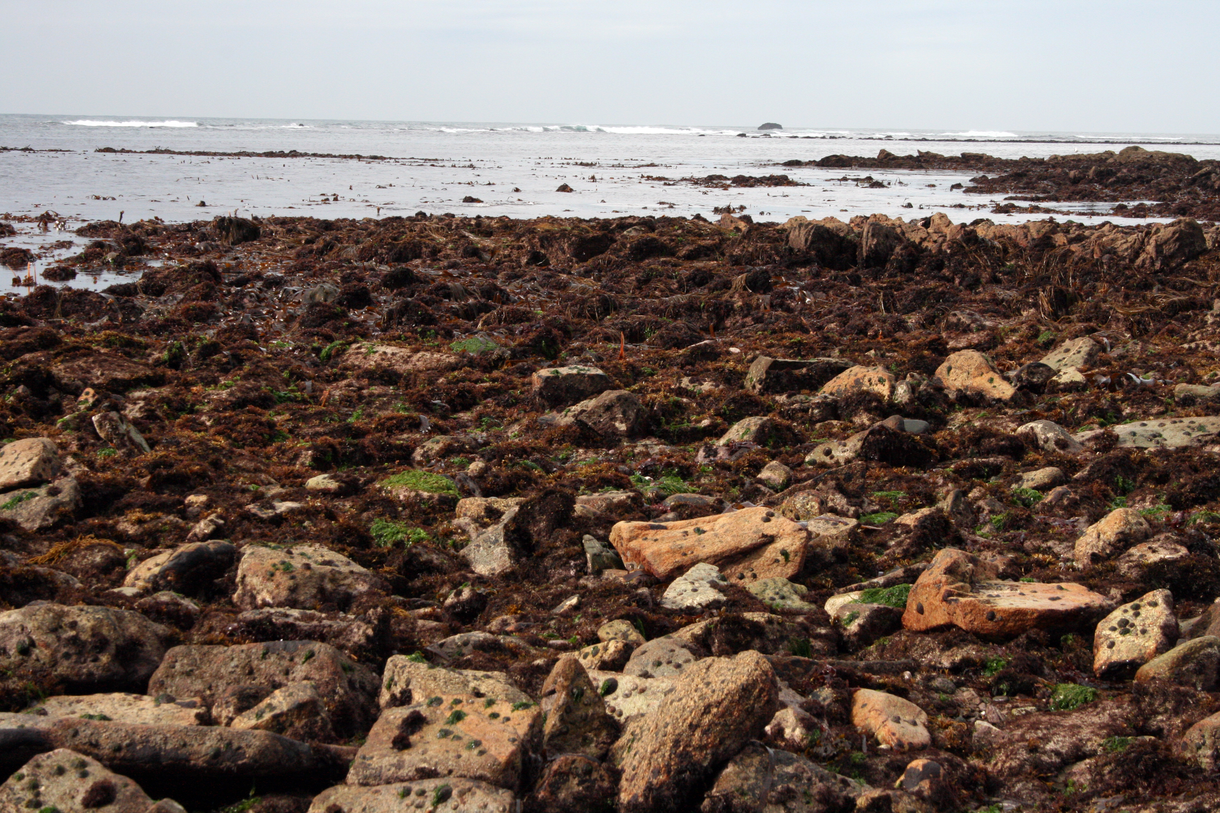 Champs de bloc à l'île de Sein dans le Parc naturel marin d'Iroise | Crédit : Cécile Lefeuvre / Agence française pour la biodiversité