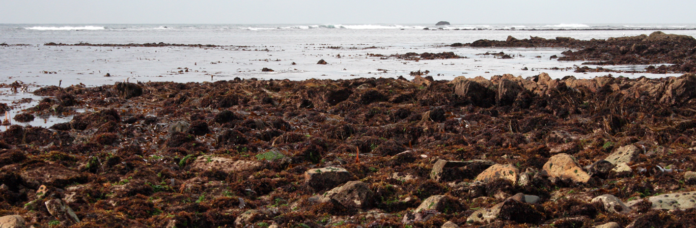 Champs de bloc à l'île de Sein dans le Parc naturel marin d'Iroise | Crédit : Cécile Lefeuvre / Agence française pour la biodiversité