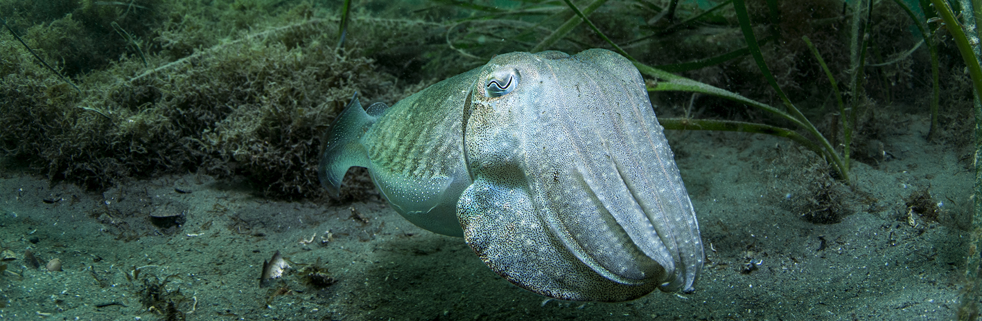 Seiche dans un herbier de zostères marines dans le site N2000 Étang de Thau et lido de Sète à Agde | Crédit : Mathieu Foulquié