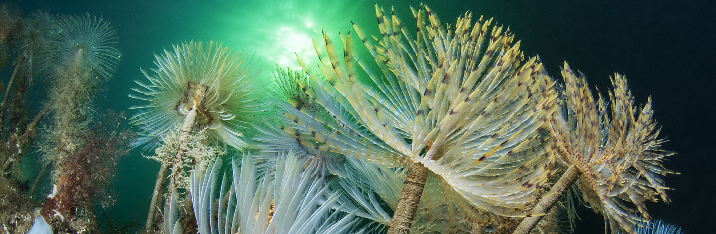 Spirographe (Sabella spallanzanii) dans le site Natura 2000  Étang de Thau et lido de Sète à Agde | Crédit : Mathieu Foulquié