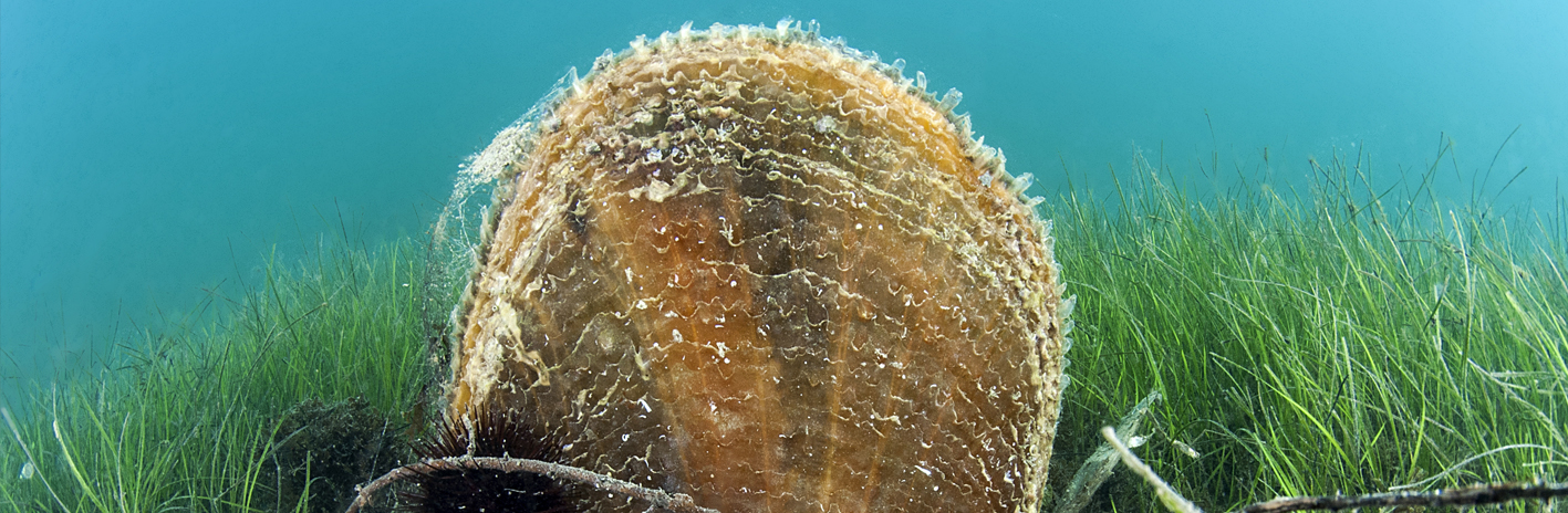 Grande nacre (Pinna nobilis) dans un herbier de zostères marines (Zostera marina) dans le site N2000  Étang de Thau et lido de Sète à Agde | Crédit : Mathieu Foulquié