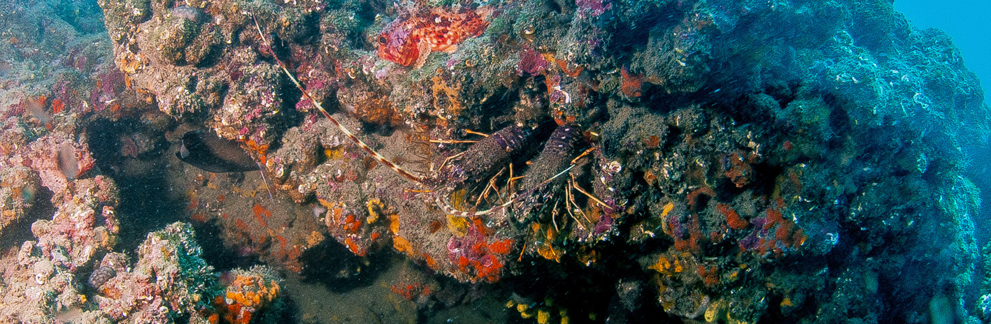 Langoustes sur les fonds rocheux de l'Aire marine protégée de la Côte Agathoise | Crédit :Renaud Dupuy de la Grandrive 