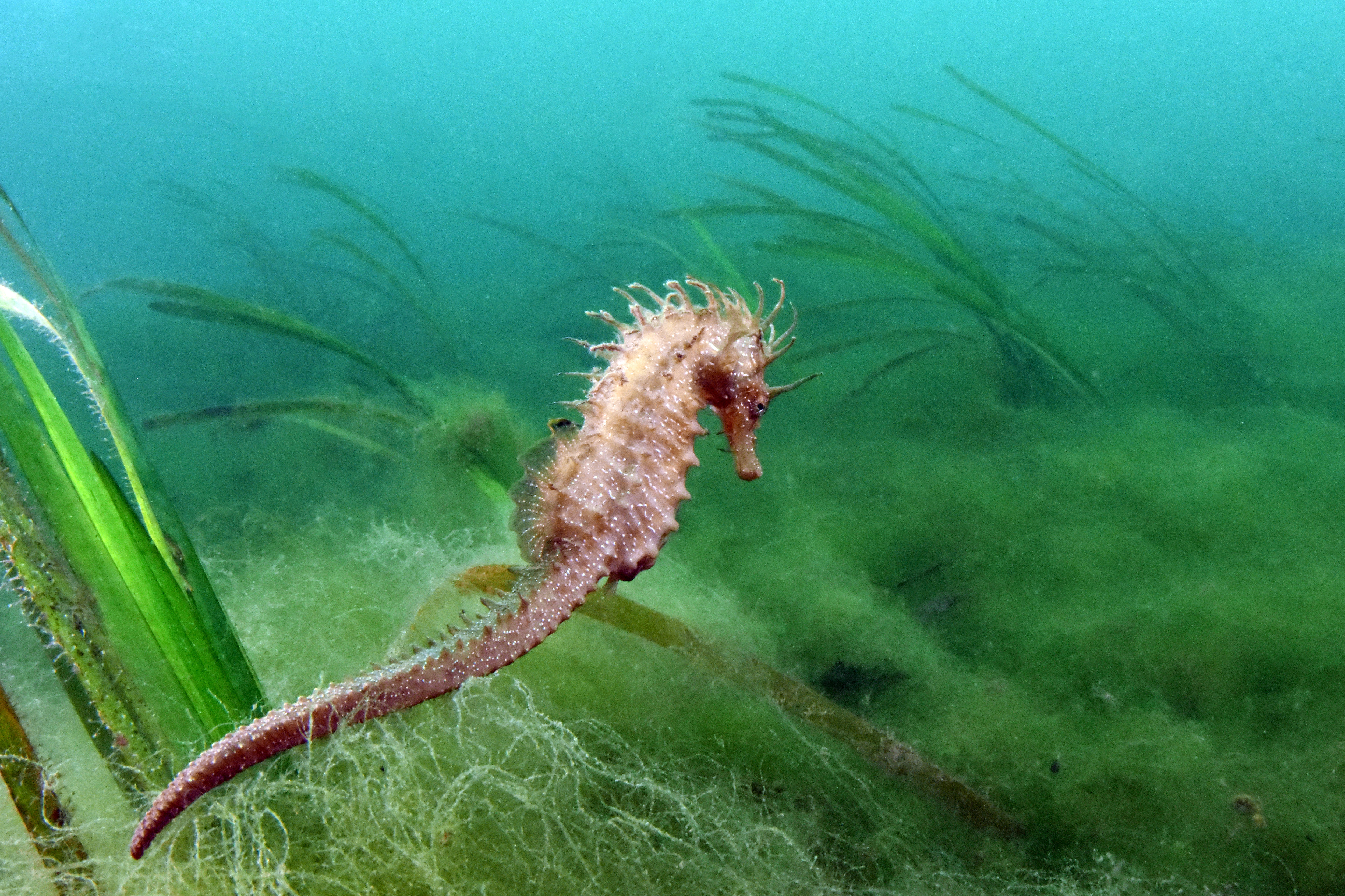 Hippocampe dans un herbier de zostères marines en mer d'Iroise | Crédit : Alain Pibot / Agence française pour la biodiversité (carré)