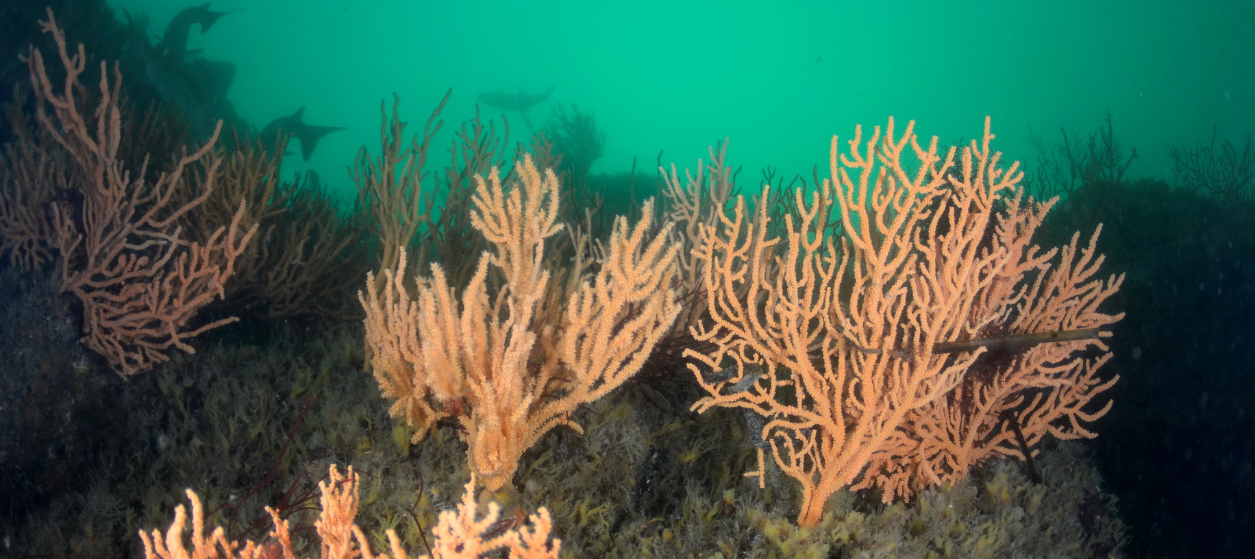 Gorgones dans le Parc naturel régional du Golfe du Morbihan | Crédit : Bertrand Perrin