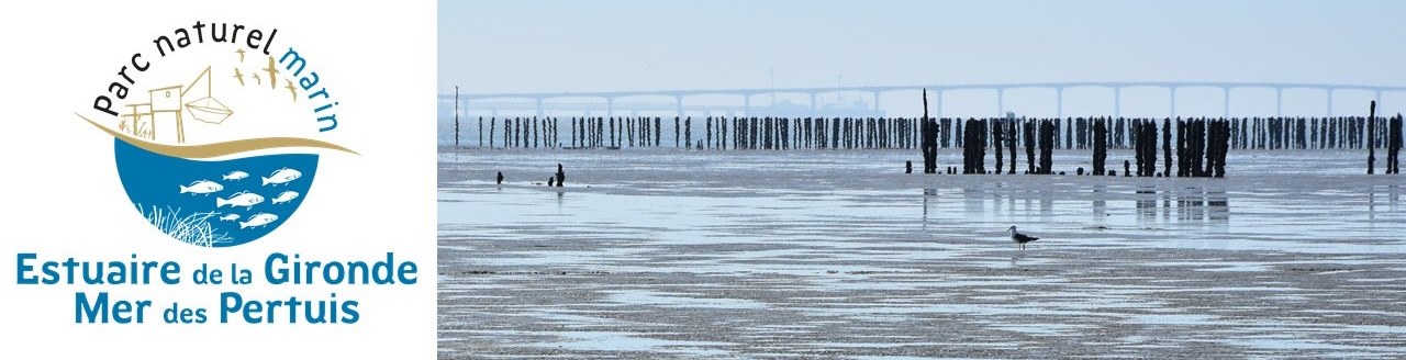 Vasière du Parc naturel marin de l’estuaire de la Gironde et de la mer des Pertuis | Crédit : Cécile Barreaud / Agence française pour la biodiversité pnmEGMP 2