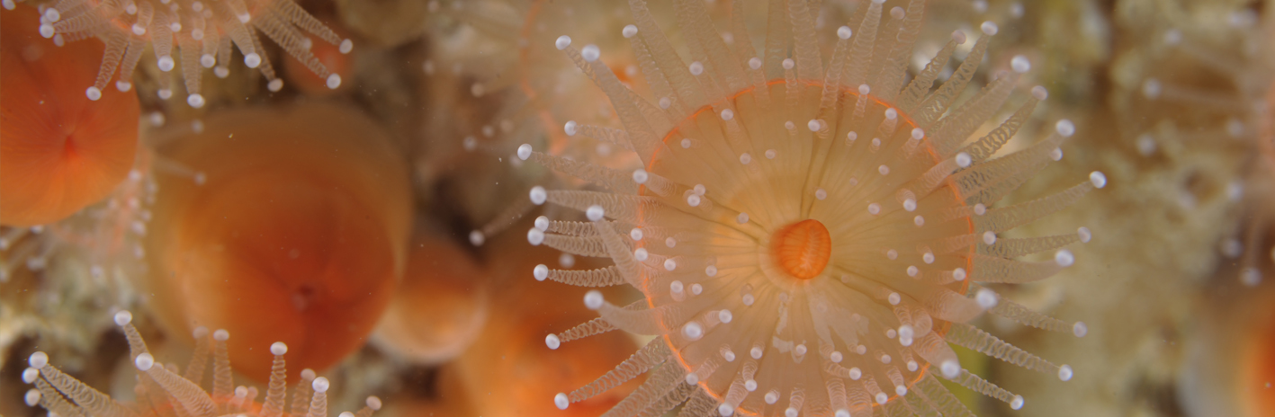 Anémone-bijou (Corynactis viridis) en Manche | Crédit : Florian Labadie/Agence française pour la biodiversité (recadré)