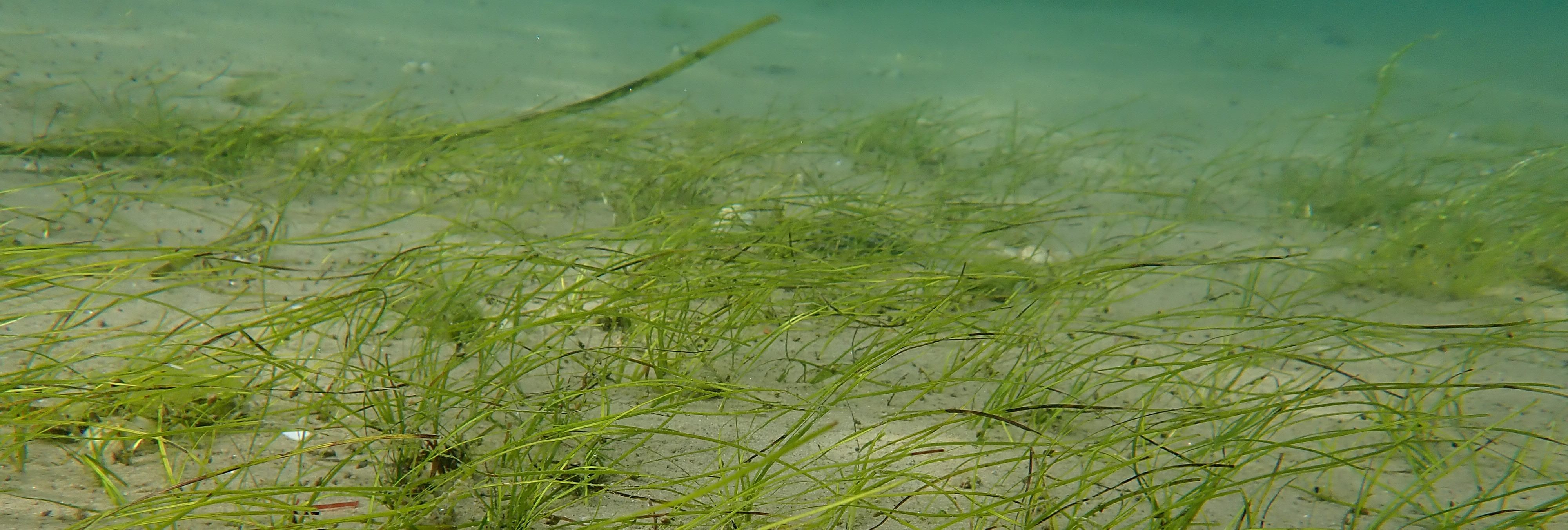 Zostère naine (Zostera noltei) dans le Parc naturel régional du golfe du Morbihan | Crédit : Thibaut de Bettignies / UMS PatriNat