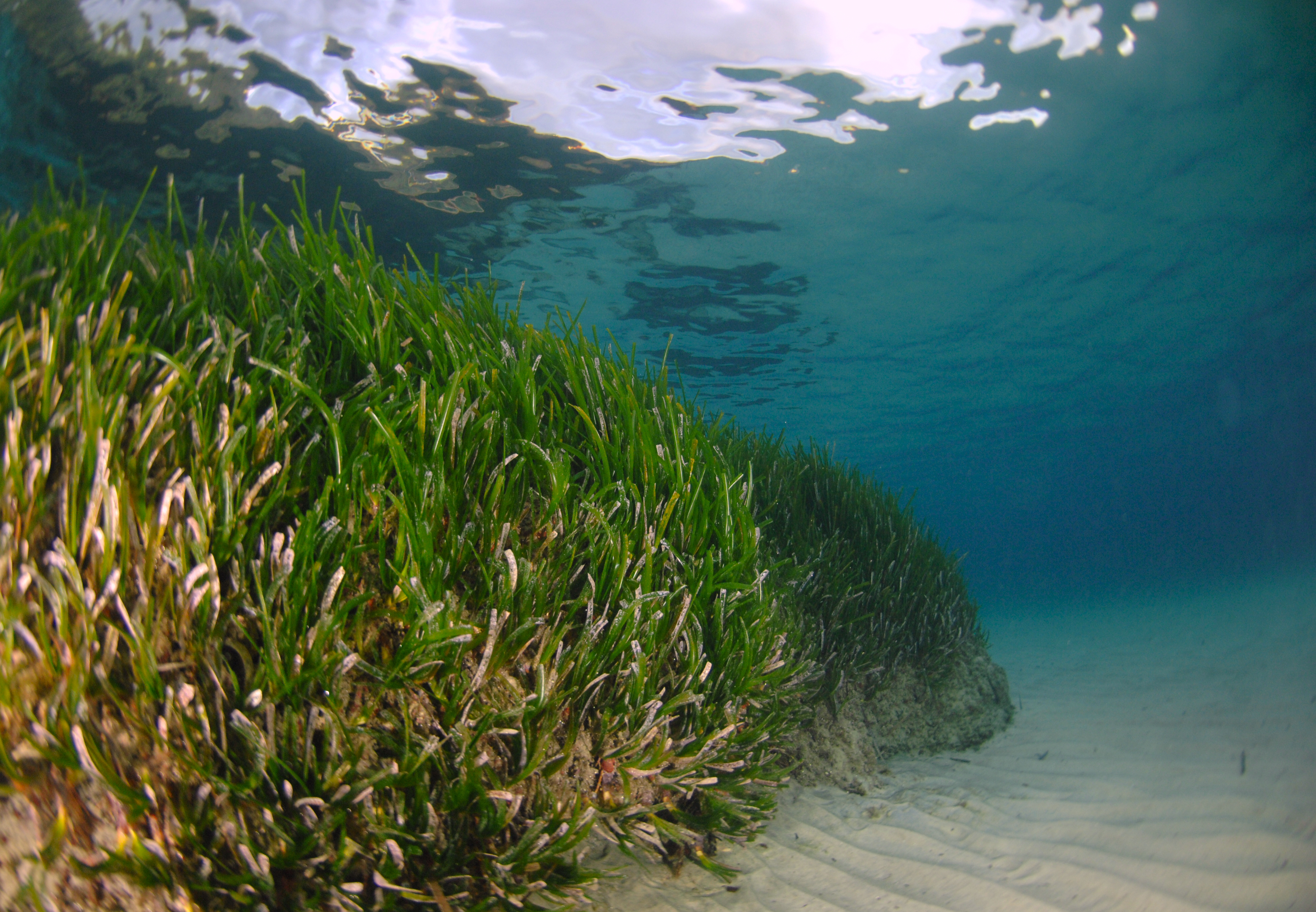 Herbier de posidonies dans le site N2000 Rade d'Hyères | Crédit : Antonin Guilbert / Office français de la biodiversité (carré)