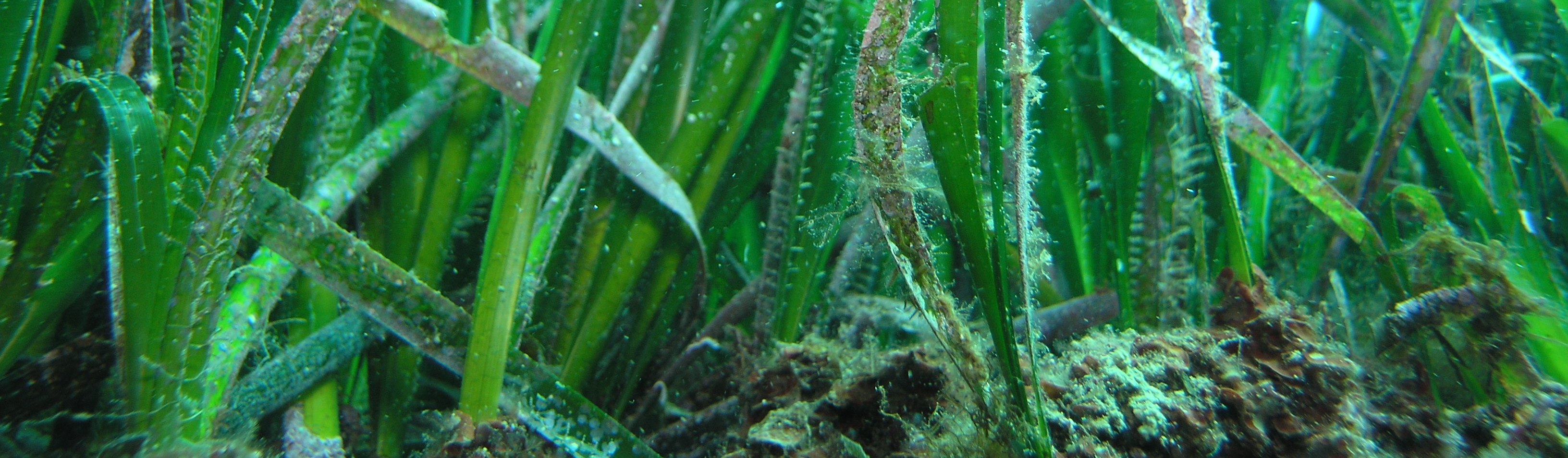 Posidonie (Posidonia oceanica) dans le Parc naturel marin du golfe du lion | Crédit :Bruno Ferrari / Office français de la biodiversité 	