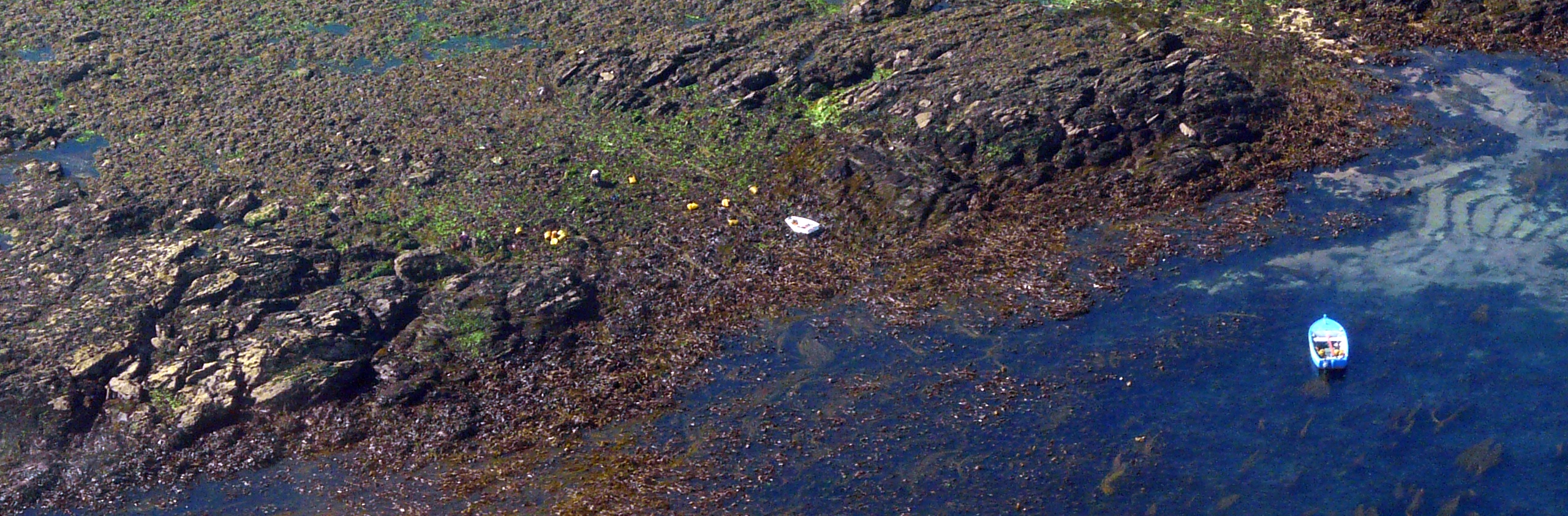 Estran de l'île de Molène dans le Parc naturel marin d'Iroise | Crédit : Mickaël Buanic / Office français de la biodiversité