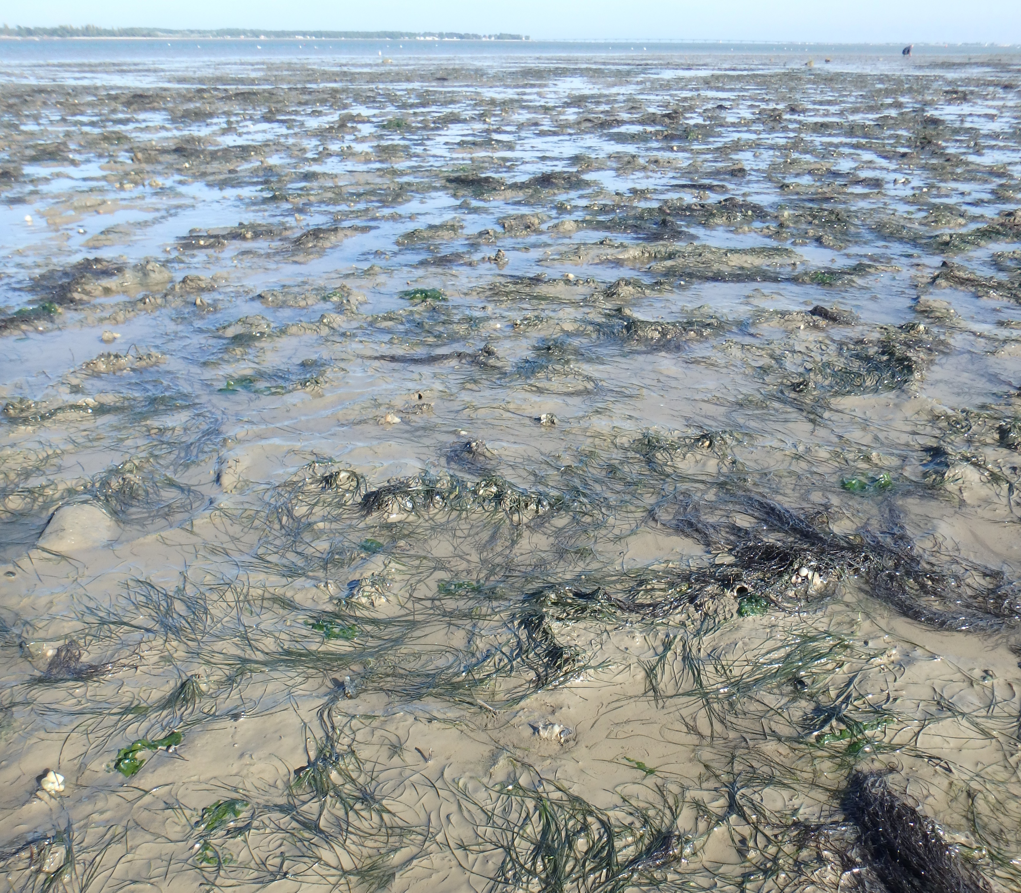 Herbier de zostère naine dans le Parc naturel marin de l’estuaire de la Gironde et de la mer des Pertuis | Crédit : Sébastien Meslin / Office français de la biodiversité