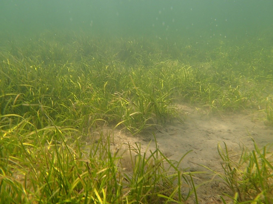 Cymodocées, Anse de Carteau (site Natura 2000 Camargue) | Crédit :  Delphine Marobin/PNRC