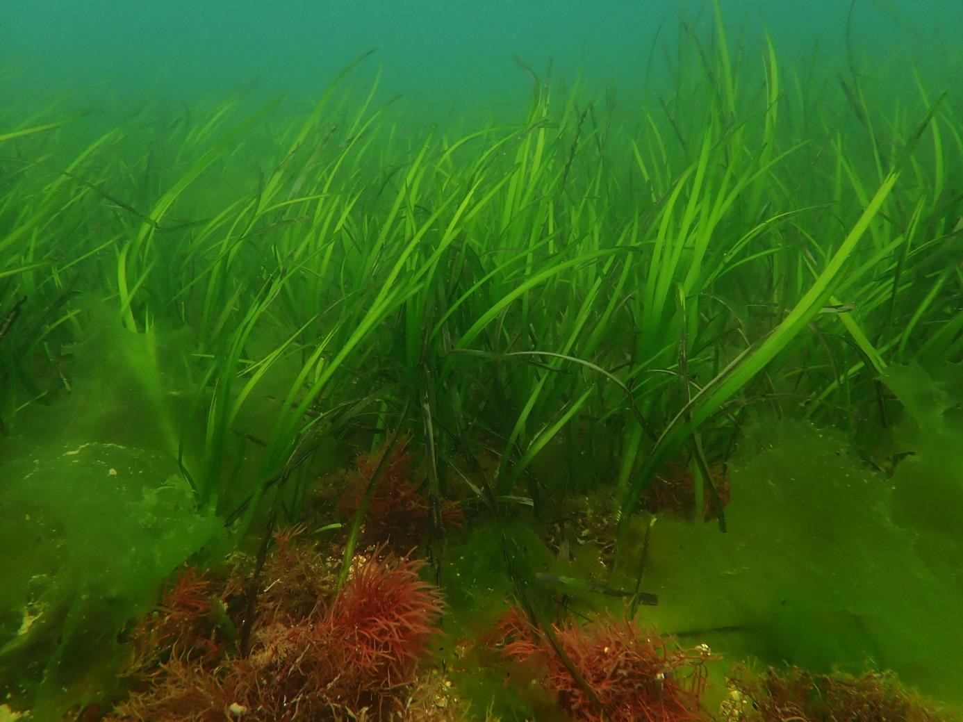 Herbier de zostera marina de l’anse de Kersaux  (juin 2020 | Crédit : Alain Pibot / OFB