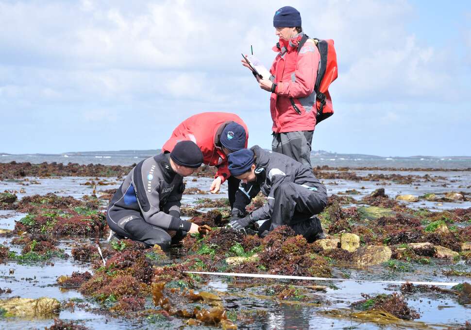 Agents du Parc naturel marin d'Iroise réalisant le protocole "champs de blocs" sur l'île de Quéménès | Crédit : Sébastien Brégeon / Office français de la biodiversité