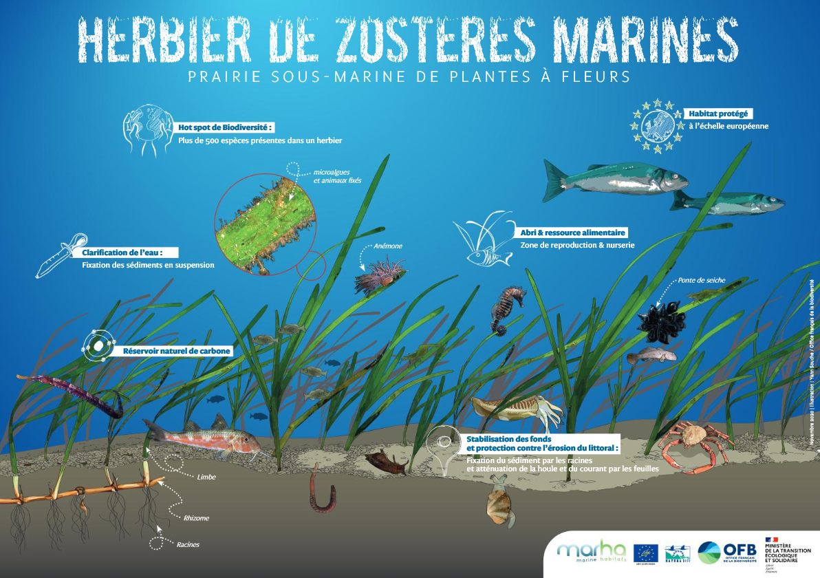 aperçu illutration herbier de zostère marine