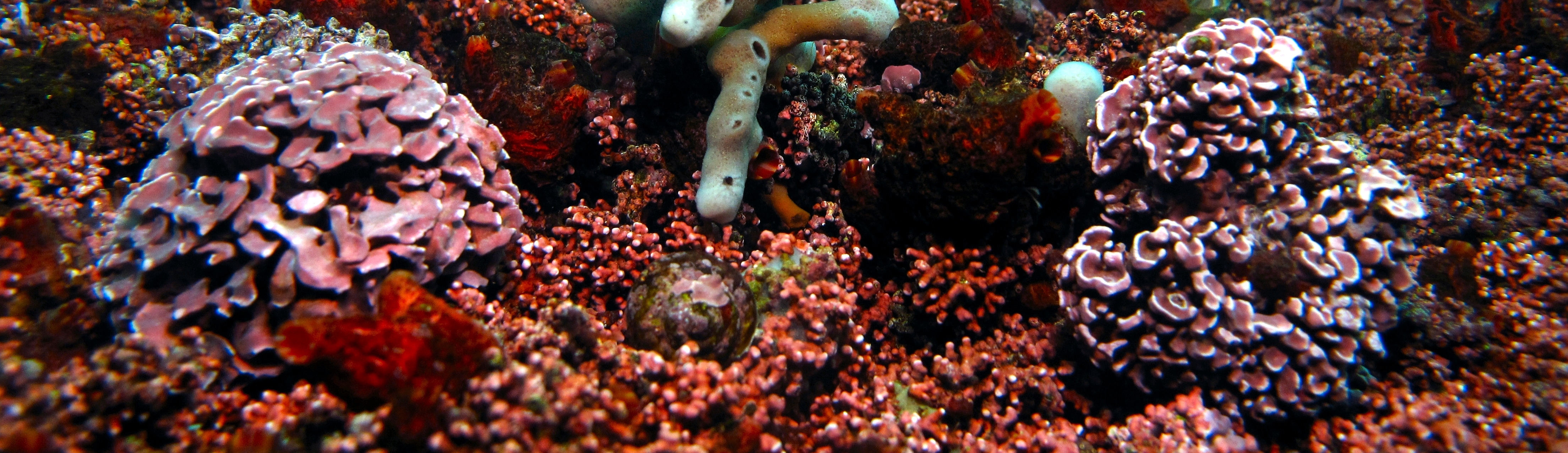 Communauté à Lithophyllum fasciculatum dans le site Natura 20000 Rade de Brest | Crédit : Alain Pibot