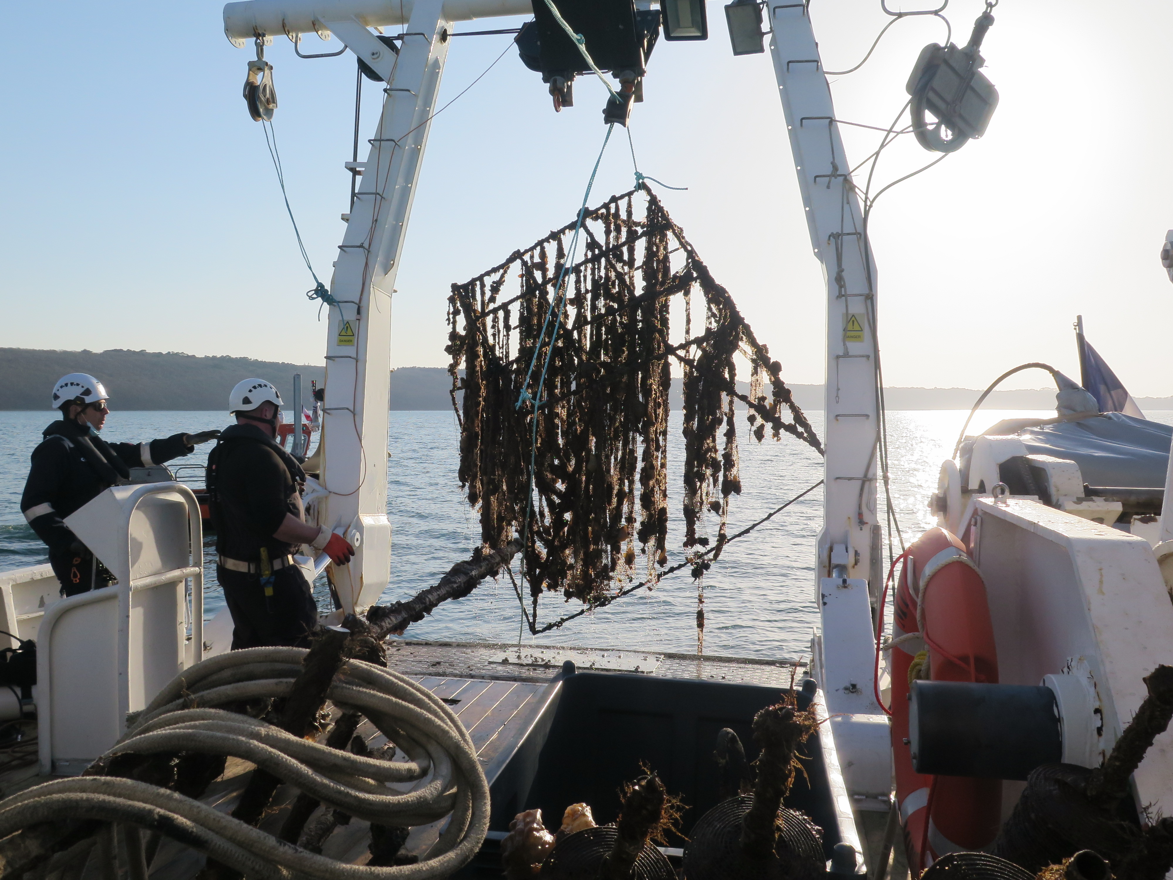 Retrait de macrodéchet conchylicole rade de Brest | Crédit : Alain Pibot / OFB