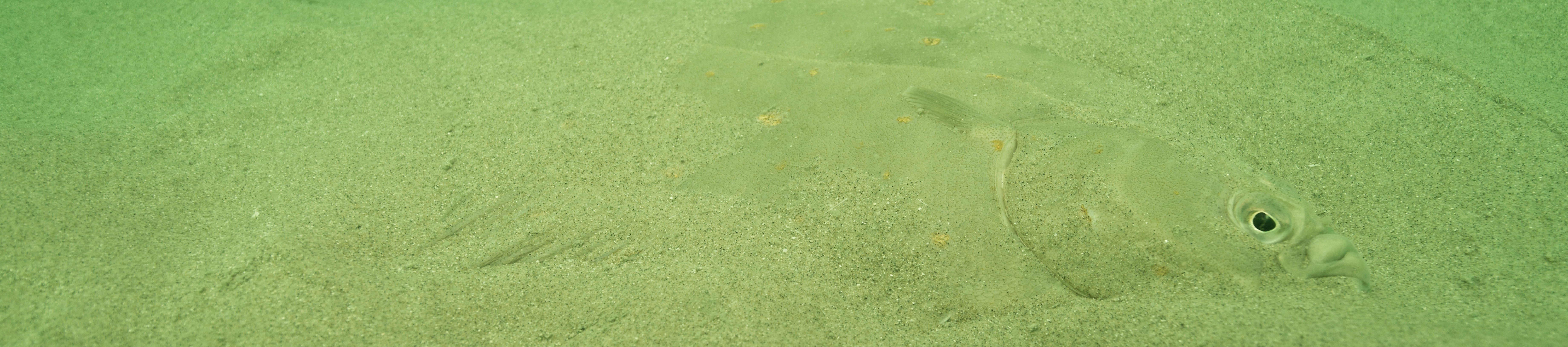 Plie dans une dune de sable dans le Parc marin  des estuaires picards et de la mer d’Opale | Crédit : Nicolas Job / Office français de la biodiversité