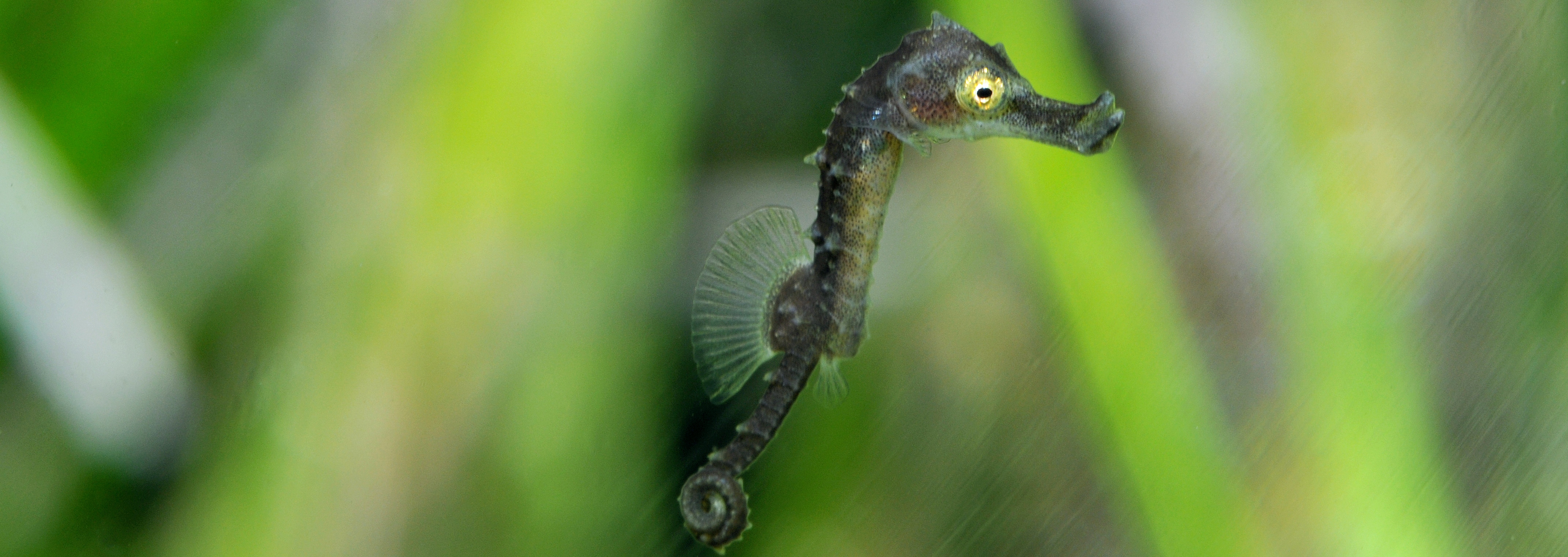 Hippocampus guttulatus bébé dans un herbier en Méditerranée| Crédit : Patrick Louisy