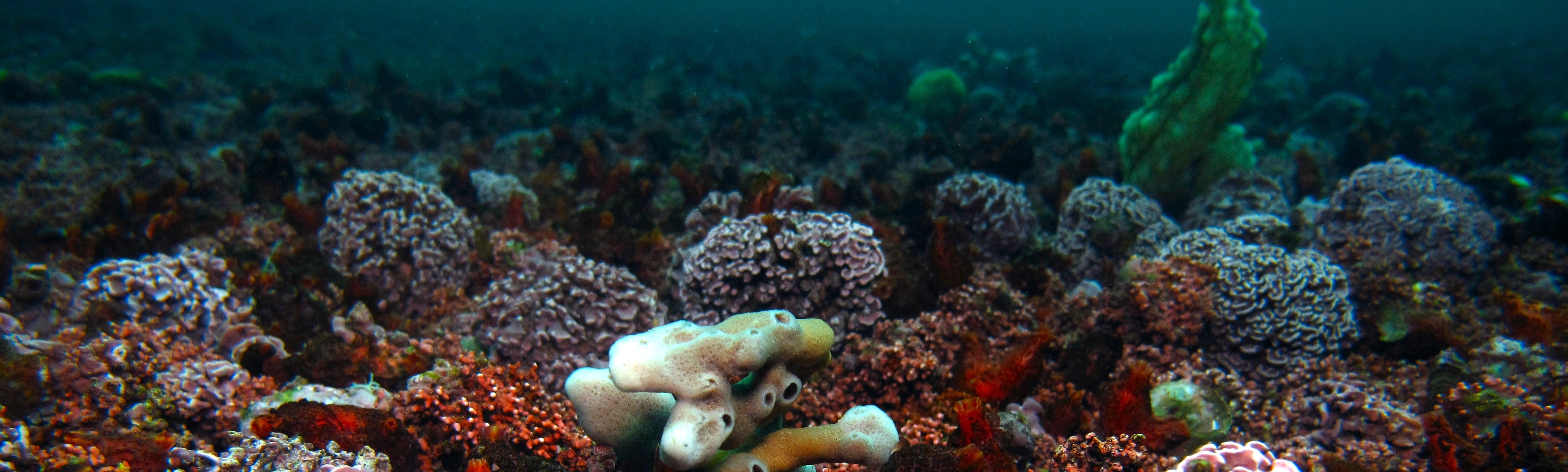 Banc de maërl à Lithophyllum fasciculatum dans le site Natura 2000 rade de Brest | Crédit : Alain Pibot / Office français de la biodversité