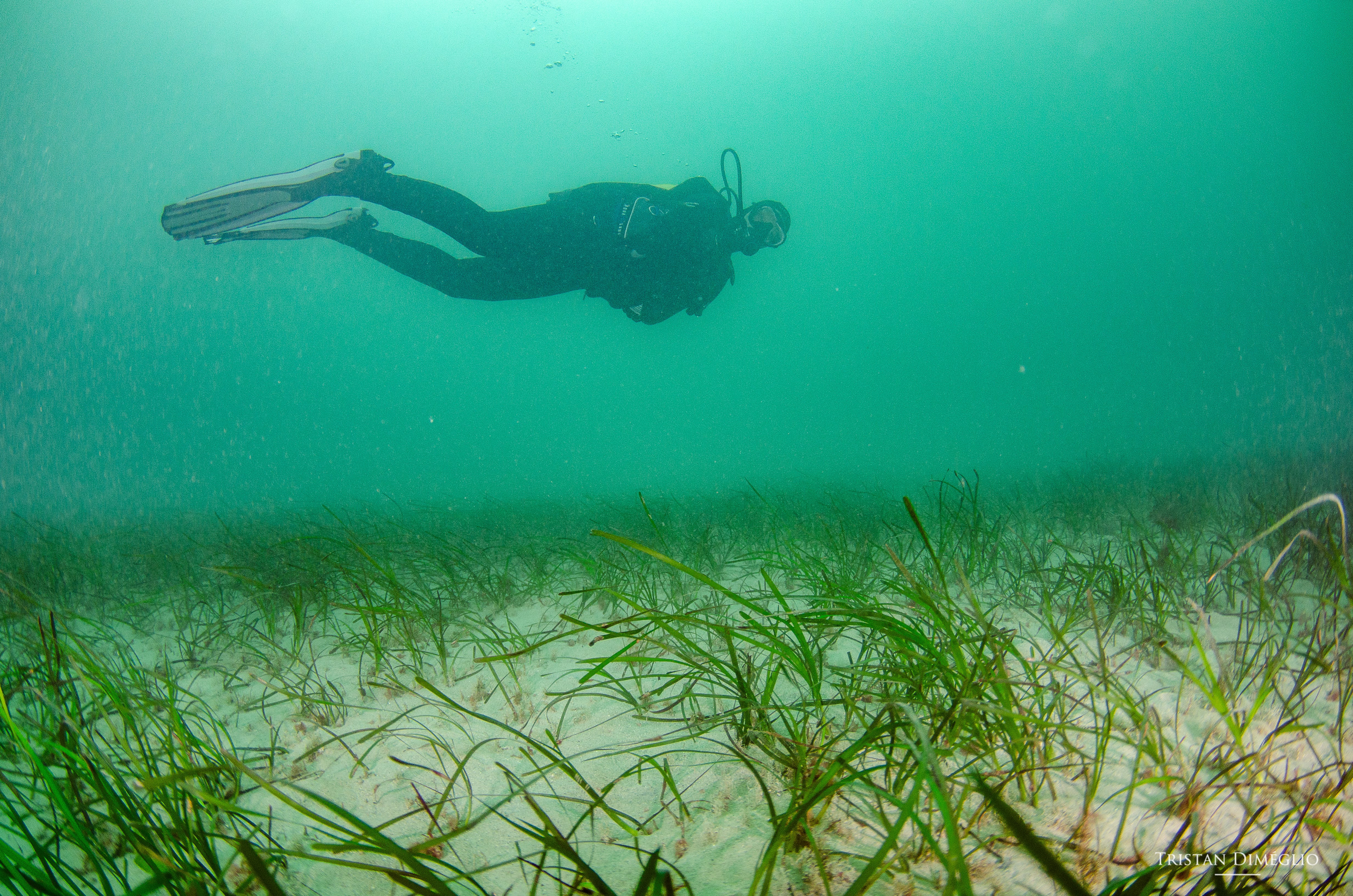 Suivi herbier de zostère marine | Crédit : Tristan Dimeglio