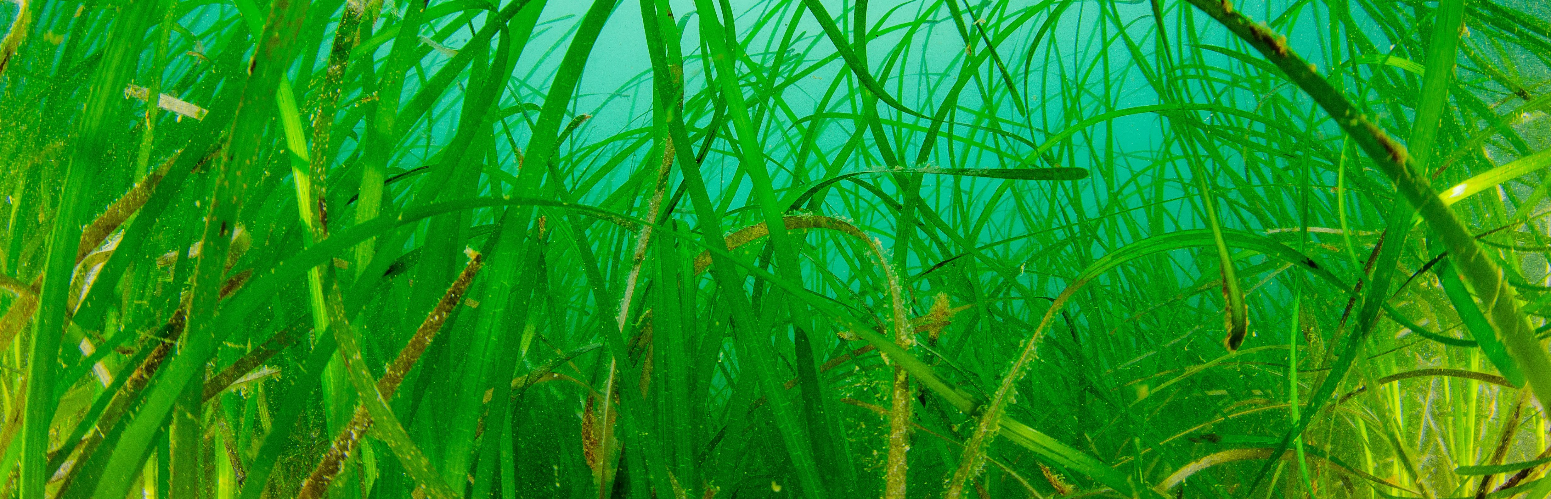 Herbier de zostère marine dans le site Natura 2000  site Natura 2000 « FR 5300052- Côte de Cancale à Paramé » | Crédit : Tristan Dimeglio