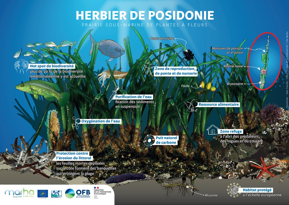Aperçu illustration herbier de posidonie Aperçu illustration herbier de posidonie