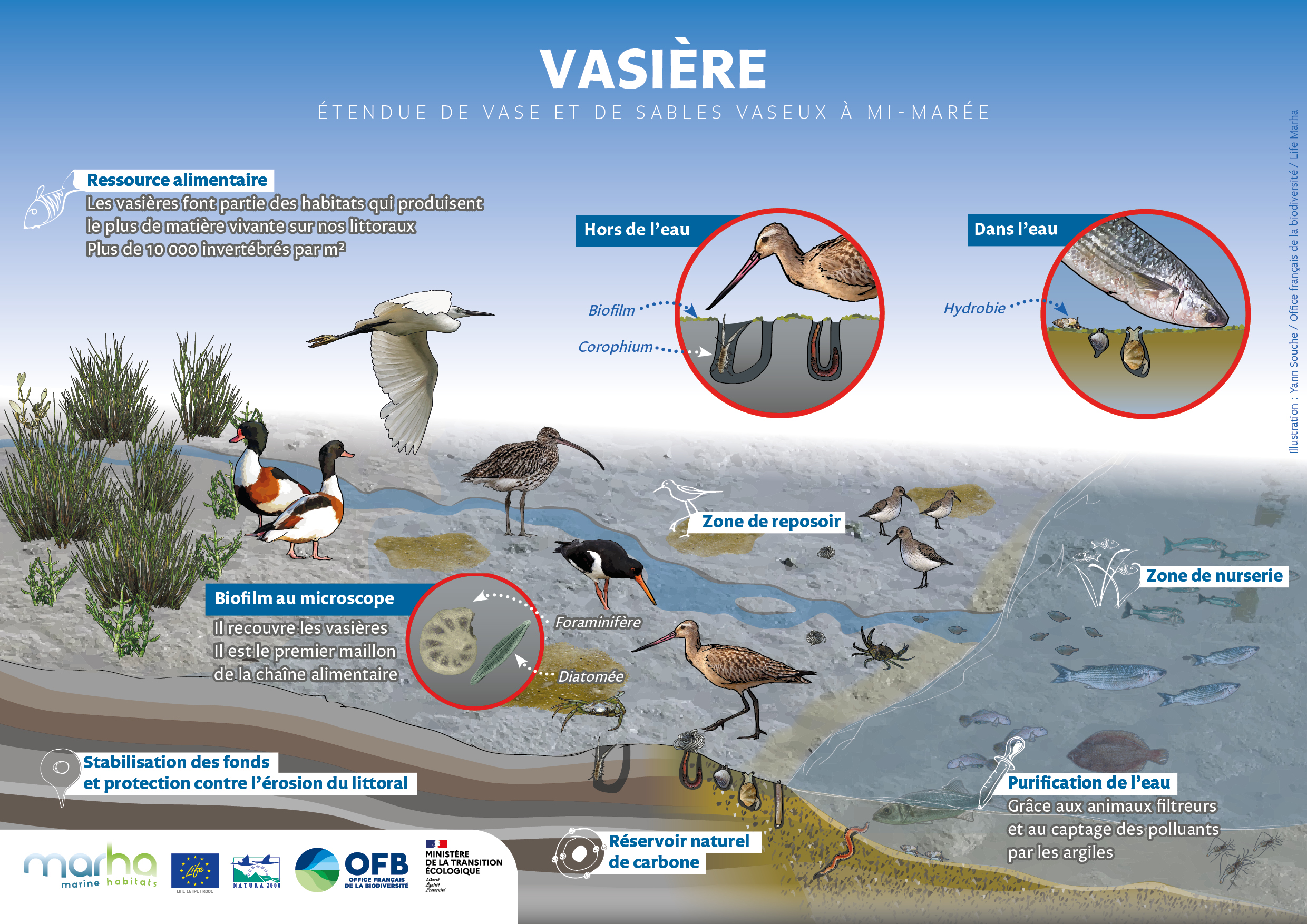 Aperçu illustration vasière Aperçu illustration vasière