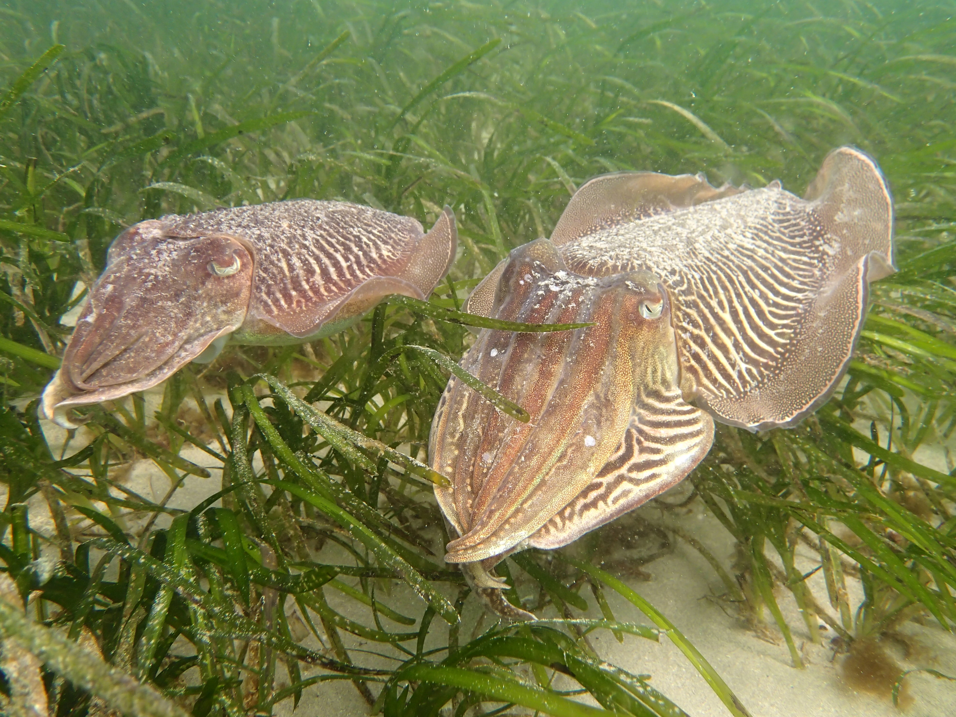 Zoom sur les seiches - Livier Schweyer / Office français de la biodiversité