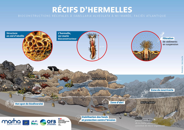 Illustration habitat récifs d'hermelles - ©Yann Souche - Life Marha - OFB