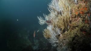 Tombant de gorgones blanches (Eunicella singularis) dans le Parc naturel marin du Golfe du Lion | Crédit: Bruno Ferrari / Agence française pour la biodiversité