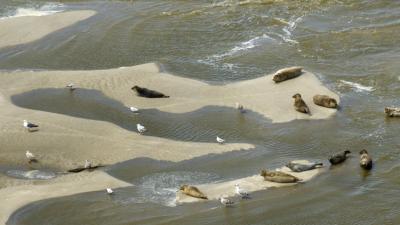 Phoques sur leur reposoir en baie de Somme dans le  Parc naturel marin des estuaires picards et de la mer d'Opale | Crédit : Laurent Mignaux / Terra