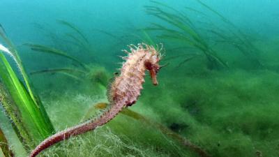 Hippocampe dans un herbier de zostères marines en mer d'Iroise | Crédit : Alain Pibot / Agence française pour la biodiversité (carré)