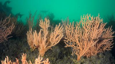 Gorgones dans le Parc naturel régional du Golfe du Morbihan | Crédit : Bertrand Perrin