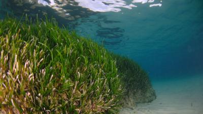 Herbier de posidonies dans le site N2000 Rade d'Hyères | Crédit : Antonin Guilbert / Office français de la biodiversité (carré)