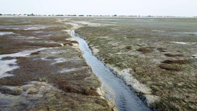 Herbier de zostères naines endommagé par des conduites des eaux usées dans le PNM l’estuaire de la Gironde et de la mer des Pertuis | Crédit : Emmanuelle Jaouen / OFB 