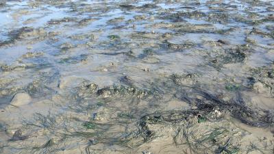 Herbier de zostère naine dans le Parc naturel marin de l’estuaire de la Gironde et de la mer des Pertuis | Crédit : Sébastien Meslin / Office français de la biodiversité